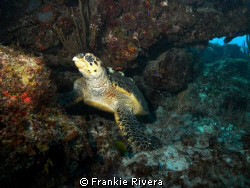 Hawksbill Sea Turtle @ Mona Island. by Frankie Rivera 